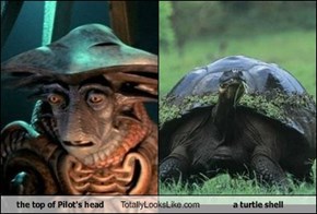 the top of Pilot's head Totally Looks Like a turtle shell