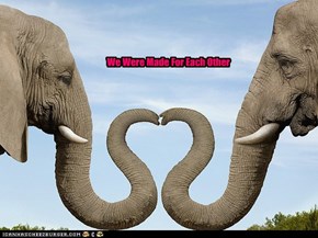 Elephant Love