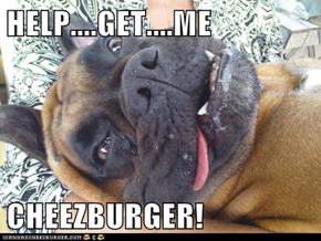 HELP....GET....ME  CHEEZBURGER!