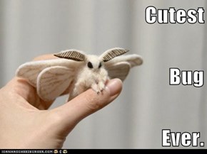 Cutest Bug Ever.