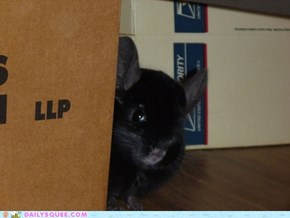 Reader Squees: Mister Tibbs Being Super Sly