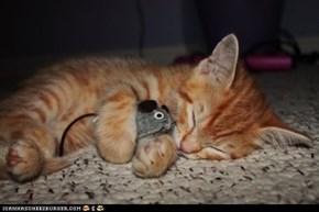 Cyoot Kitteh of teh Day: Mah Faeborit Toy