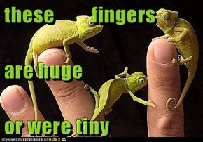 these         fingers are huge or were tiny