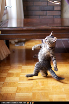 Cyoot Kitteh of teh Day: Haters Gonna Hate