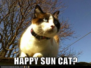 HAPPY SUN CAT?
