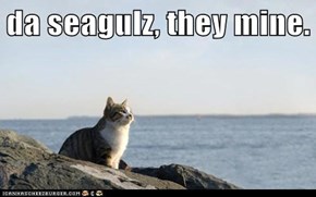 da seagulz, they mine.