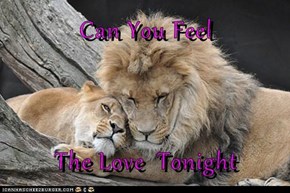 Can You Feel  The Love  Tonight