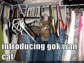 introducing gok wan cat
