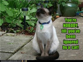 You're NOBODY,till  you've beenignored  by a  cat!