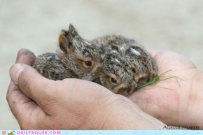 Daily Squee: Pocket Nibble Buns