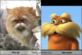 This Cat Totally Looks Like The Lorax
