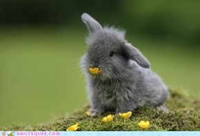 Daily Squee: Call Me Buttercup!