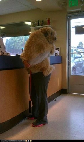 I Has a Hotdog: Somebody Doesn't Want to See the Vet...