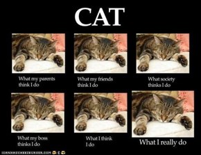 Cats: What People Think I Do vs. What I Really Do