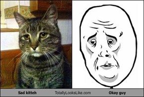 Sad kitteh Totally Looks Like Okay guy