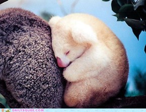 Daily Squee: Albino Sleepyface
