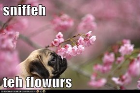sniffeh  teh flowurs