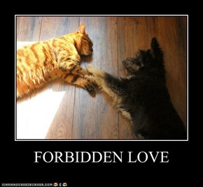 FORBIDDEN LOVE