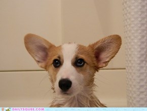 Cutesy Corgi Bath Time, Part Four