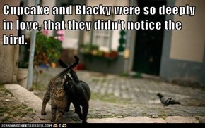 Cupcake and Blacky were so deeply in love, that they didn't notice the bird.