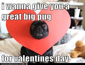 Valentine's Day Pug: i wanna give you
