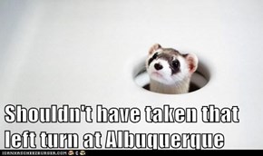 Shouldn't have taken that left turn at Albuquerque