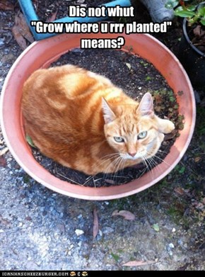 Dis not whut "Grow where u rrr planted" means?