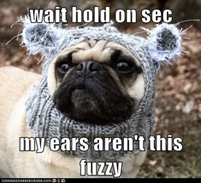 wait hold on sec  my ears aren't this fuzzy