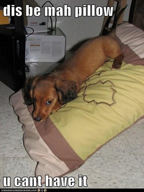 dis be mah pillow  u cant have it