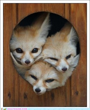 Daily Squee: Bouquet of Fennecs