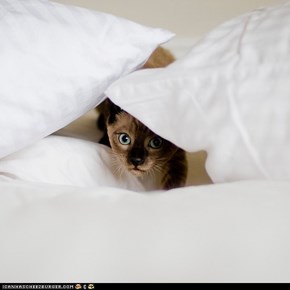 Cyoot Kitteh of teh Day: Teh Pillow Lurker