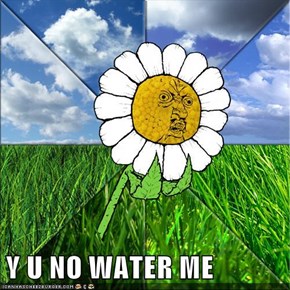 Y U NO WATER ME