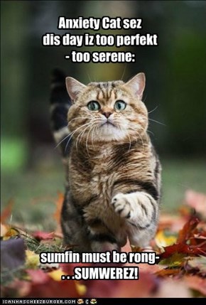 LOLcats: Somebody Needs a Refill on Their Catxil Prescription