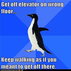 Animal Memes: Socially Awkward Penguin - Now Where Are the Stairs Again?