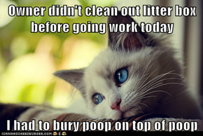 First World Cat Problems: Poopception