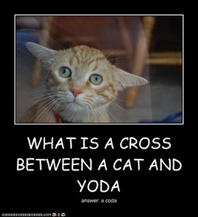 WHAT IS A CROSS BETWEEN A CAT AND YODA
