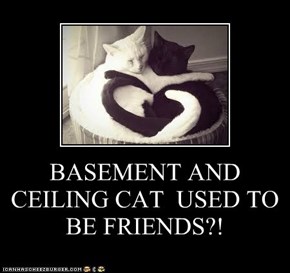 BASEMENT AND CEILING CAT  USED TO  BE FRIENDS?!