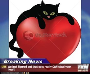 Breaking News - We just figured out that cats really CAN steal your heart!