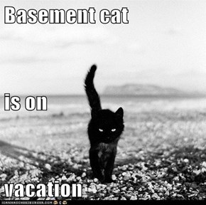 Basement cat is on vacation