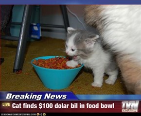 Breaking News - Cat finds $100 dolar bil in food bowl