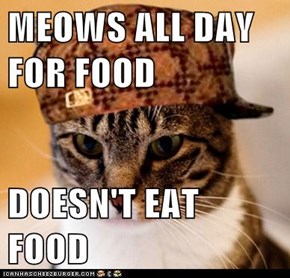 Animal Memes: Scumbag Cat - Making Sure You Know Your Place