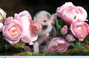 Daily Squee: Stop and Smell the Roses