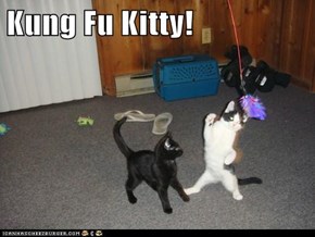 Kung Fu Kitty!