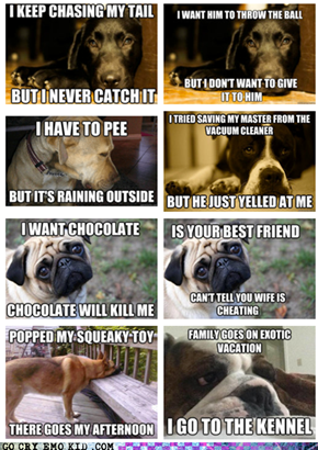 First World Dog Problems