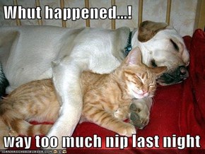 Whut happened...!  way too much nip last night