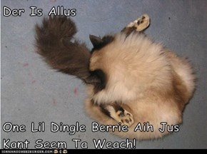 Der Is Allus  One Lil Dingle Berrie Aih Jus Kant Seem Ta Weach!