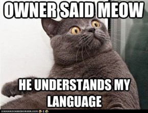 Feline Mind = BLOWN