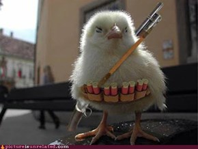 Guerrilla Chick