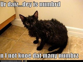 Lolcats: Ai Onlee Haz Sew Many Toez...