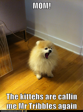MOM!  The kittehs are callin me Mr Tribbles again
